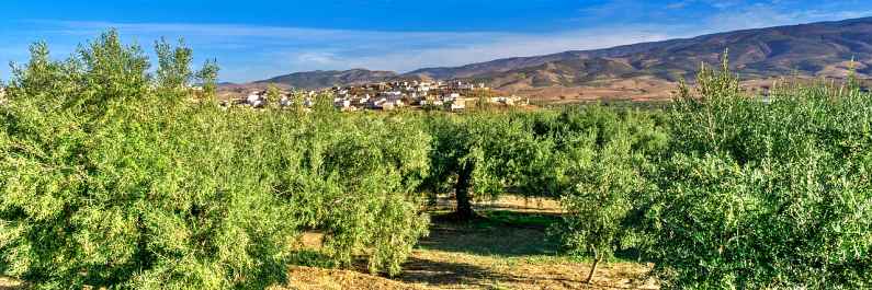 Pueblo Blanco and olive trees, Andalucia, Spain